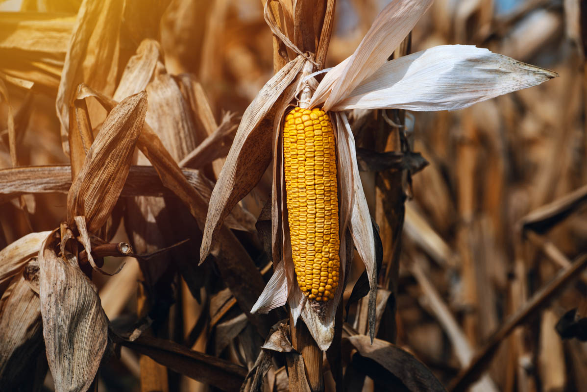 Fiagro BBGO11 vê cenário otimista após PIB do 1º trimestre